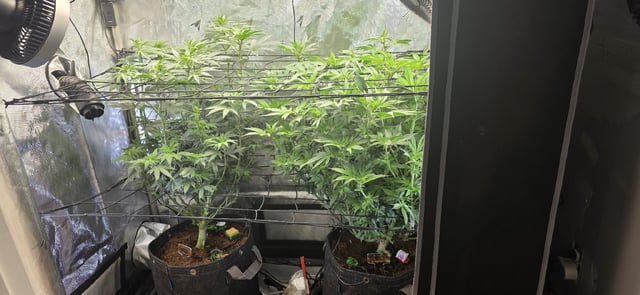 Ace Killer OG — flower, day 45