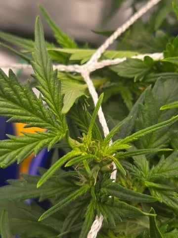 Fastbuds Autoflower Run — flower, day 46