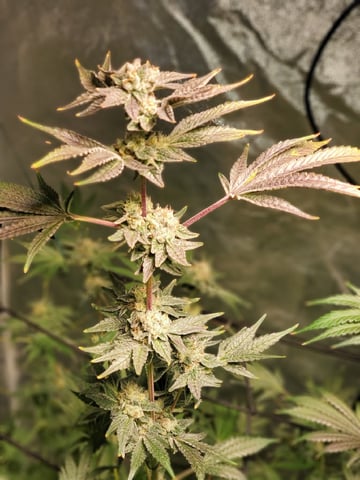 OLD GROW, NEW IDEAS — none, day 6