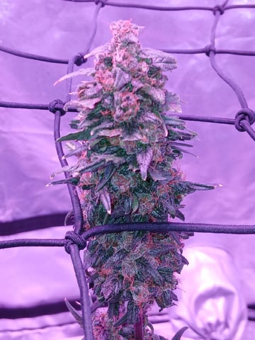 CountryG  — seedling_rooting, day 71