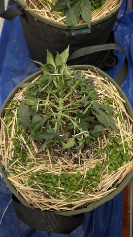 Double Smile And (Alien Vs Triangle X Strawberry Nuggets) — flower, day 31