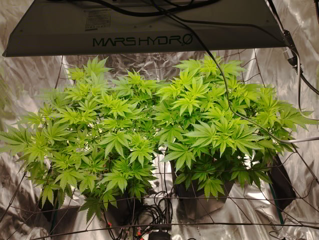 First Grow - - - Hydroponic - - - Roswell Code (2 plants)  — flower, day 1