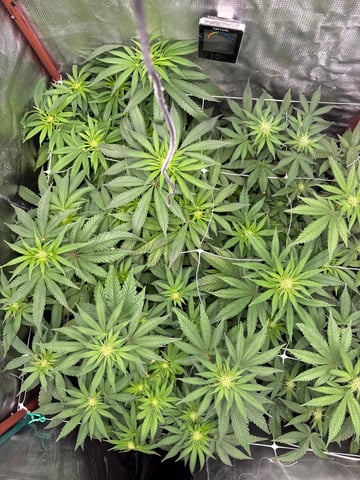 Grow #2 2x2x4 — flower, day 63