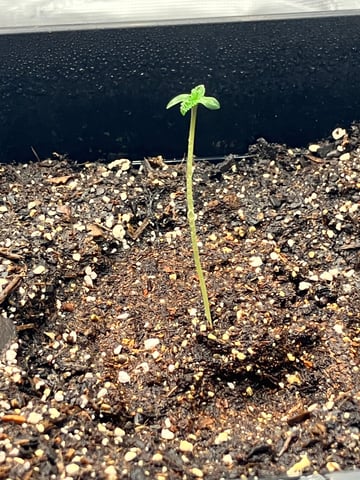 My First Grow — germination, day 7
