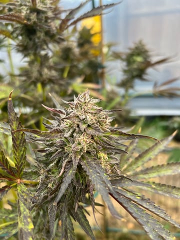 BlackBerry Moonrocks  — harvest, day 85