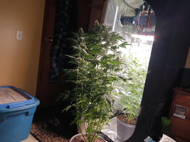 Gorilla Sherbert Feminized From Blimburn Seeds  — flower, day 73