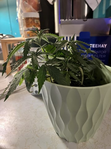 Banjo Clones — vegetative, day 69