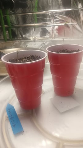 Gelato & Amnesia  — seedling_rooting, day 4