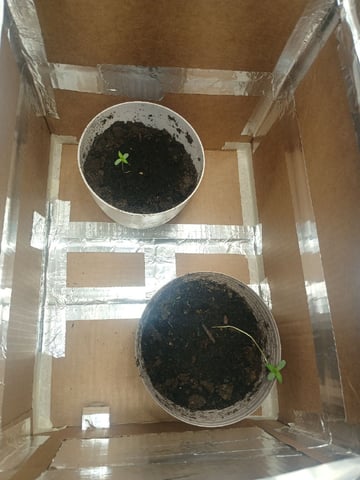 veve — vegetative, day 8