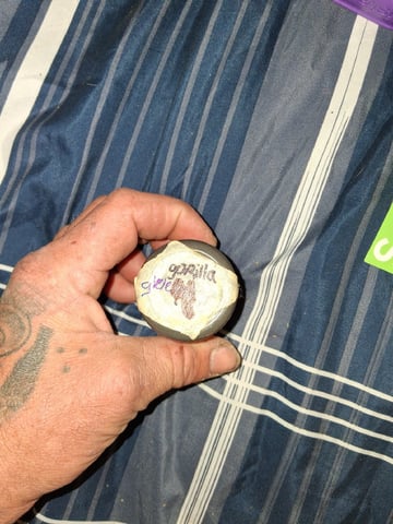 Seedman mix auto & seedman mix auto & GodFather OG — none, day 43