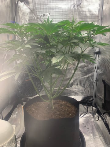 Blackberry Moonrocks (First Grow) — vegetative, day 14