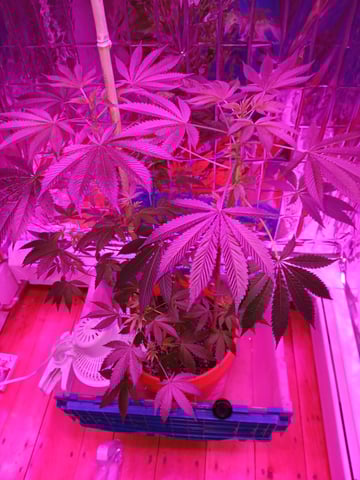 triangle kush  — flower, day 49