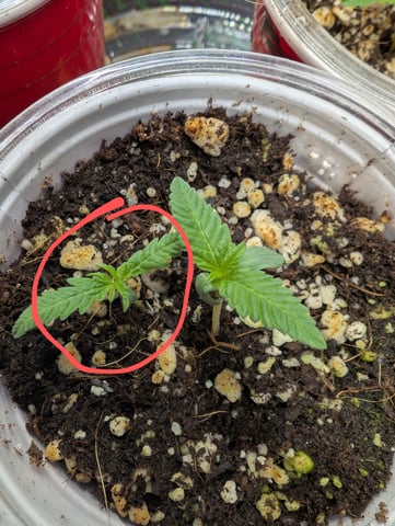 outdoor — seedling_rooting, day 15