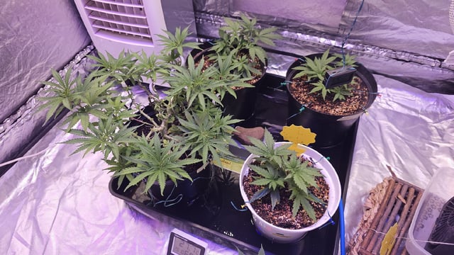 Amnesia Haze Run — vegetative, day 22