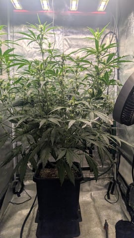 Lemon Cherry Gelato Auto — vegetative, day 72