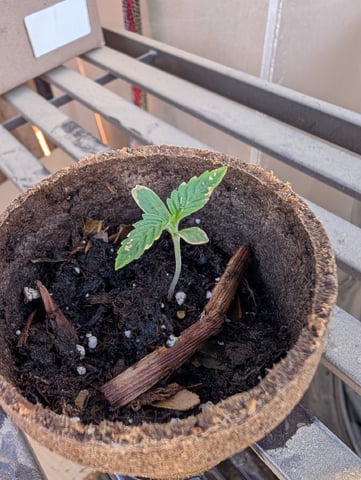 Galicane Fem — germination, day 12