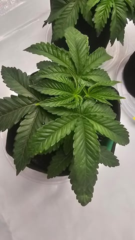 ethos genetics  — vegetative, day 22