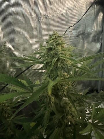 Grow Number 2 — flower, day 54