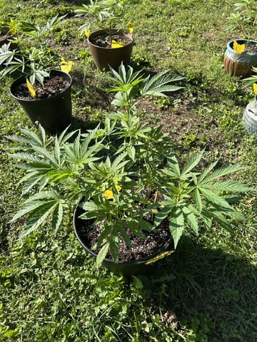 2026 Outdoor — vegetative, day 52