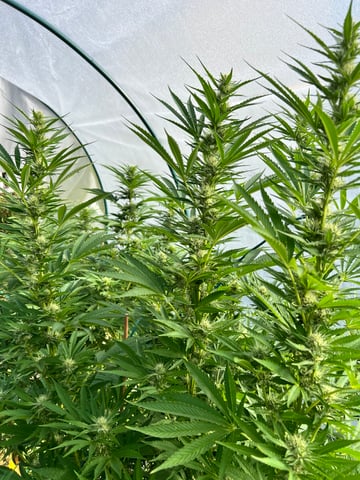 BlackBerry Moonrocks  — flower, day 34