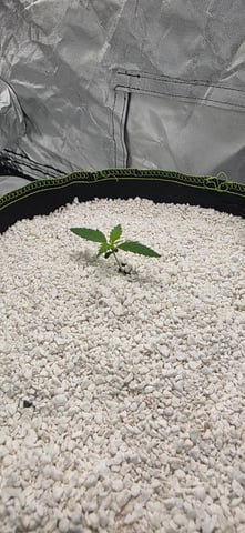 Beginner - My first grow has been an incredible experience so far! — seedling_rooting, day 14