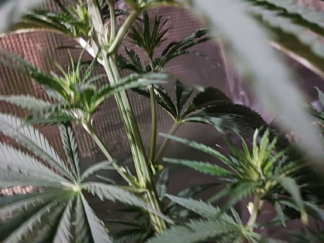 2nd Grow 2026  — vegetative, day 44