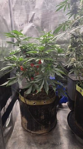 Purple Nasty By Ethos Seeds — flower, day 54