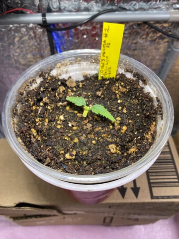 Widows Mimosa(auto) F2 progeny — seedling_rooting, day 19