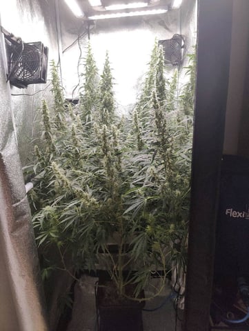 Fast Buds Gorilla Z auto — flower, day 72