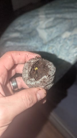 Trainwreck — germination, day 1