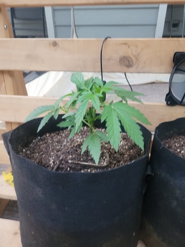 Clones And Hermie Seeds — vegetative, day 45