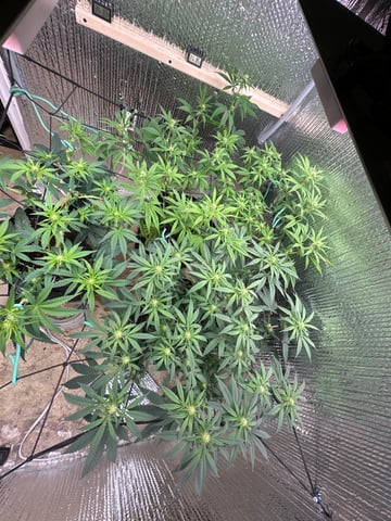 trying some bag seeds — flower, day 44