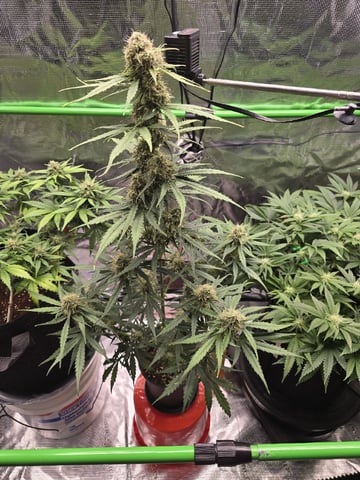 (4)autos  — harvest, day 76