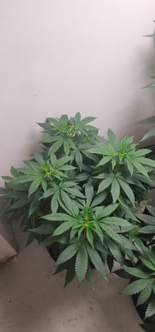 Orange cream pop and sour strawberry — vegetative, day 68