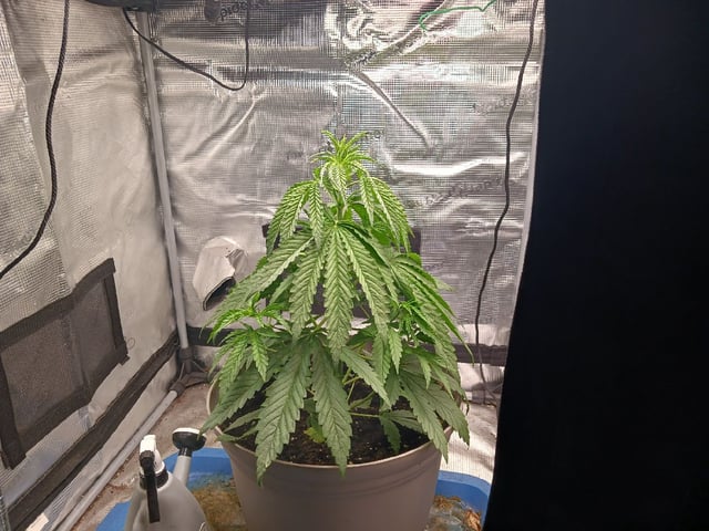 2nd Grow 2026  — vegetative, day 30