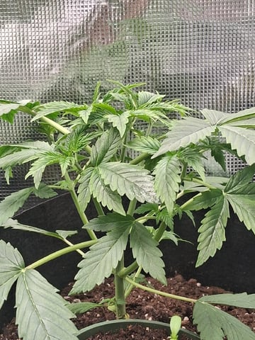First Indoor Grow  — vegetative, day 29