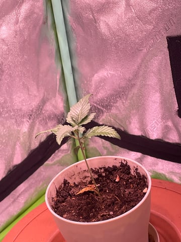 gmoxIcc — seedling_rooting, day 7