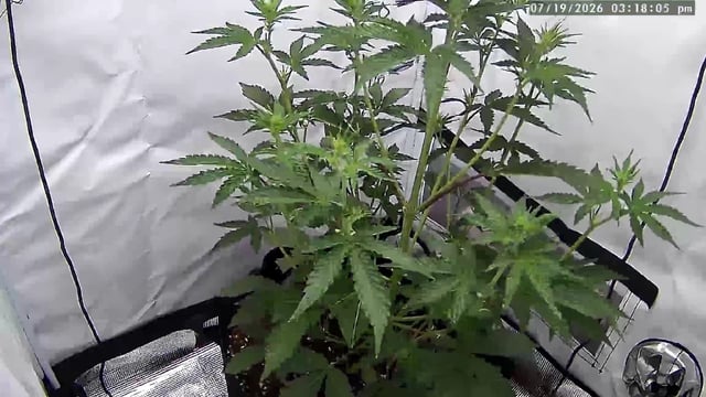 Permanent Marker  — vegetative, day 31