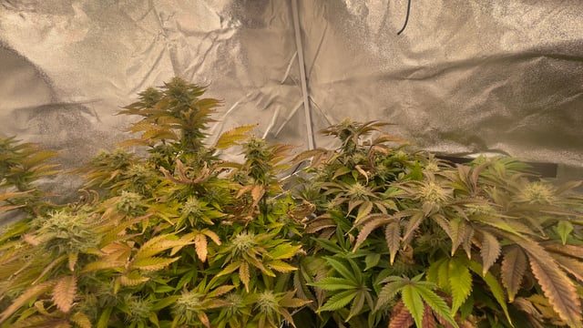 LSD feminized — flower, day 100