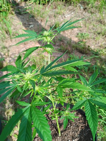 first time  — flower, day 8