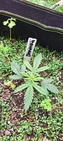 First Grow with the new setup  — vegetative, day 22