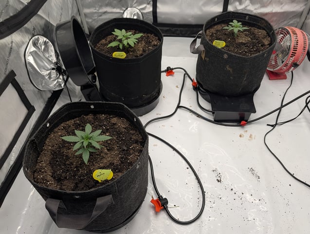Grow #4 — seedling_rooting, day 19