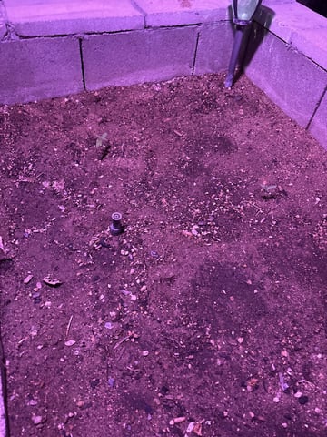 Fast Buds Auto  — vegetative, day 14
