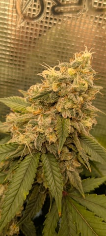 1st grow continued  — flower, day 42