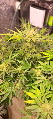 Second Grow  — flower, day 81