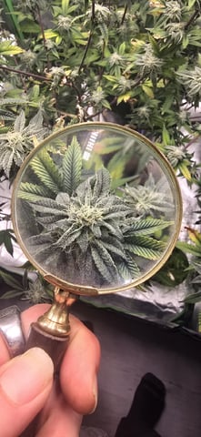 Mimosa   — flower, day 2