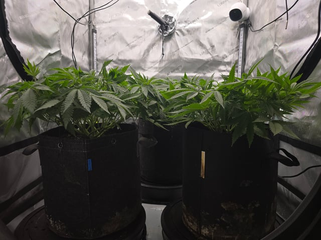 Purple Haze  — vegetative, day 34