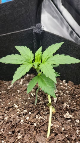 First attempt at planting some seeds — seedling_rooting, day 32