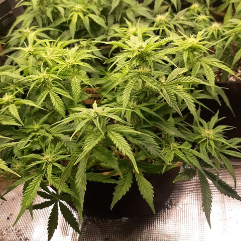 Next Attempt  — flower, day 50