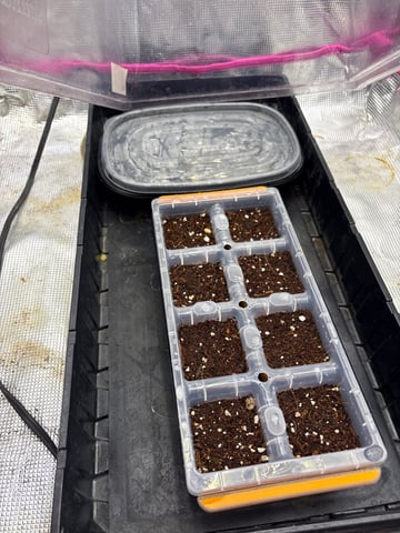 Grow #2 2x2x4 — grow_setup, day 1